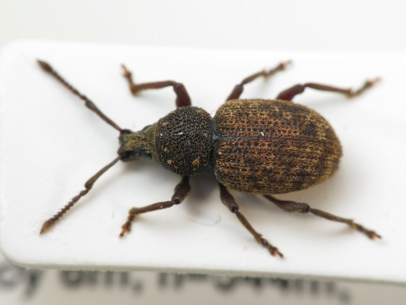 Otiorhynchus (Choilisanus) formaneki Reitter, 1914